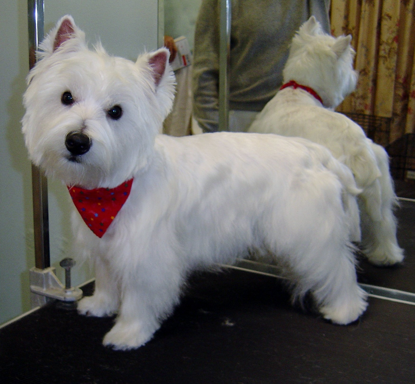 Logo for Canine Country Club, LLC